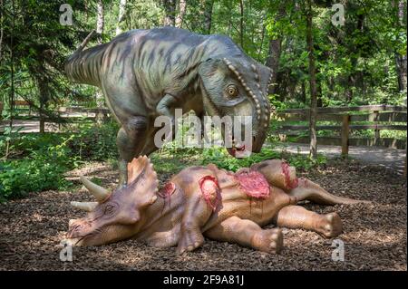Dinosauriermodelle von Tyrannosaurus und Triceratops, Dinopark Münchehagen bei Hannover. Sie lebten vor etwa 66 Millionen Jahren in Nordamerika (Kreidezeit). Fossile Bissspuren deuten darauf hin, dass sie miteinander kämpften. Stockfoto