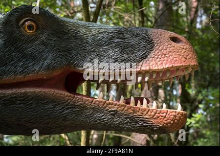 Dinosaurier Utahraptor (ähnlich dem Velociraptor) als Modell im Dinopark Münchehagen bei Hannover. Sie war etwa 7 m lang, wog 500 kg und lebte vor etwa 130 Millionen Jahren (Kreidezeit) in Nordamerika. Er hatte sehr wahrscheinlich ein Gefieder. Die lange Sichelkralle am Hinterfuß ist typisch für räuberische Dinosaurier wie den Utahraptor. Stockfoto