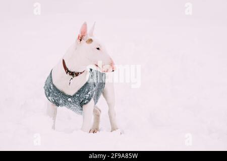 Lustige Junge Englische Bull Terrier Bullterrier Welpen Hund Posiert Im Freien In Schnee Schneeverwehung. Wintersaison. Verspielte Haustiere Im Freien Stockfoto