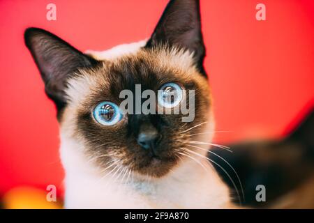 Nahaufnahme Porträt Von Mekong Bobtail Cat Kitten Auf Verschwommenem Rotem Hintergrund. Lustige Nahaufnahme Mekong Bobtail Cat Stockfoto