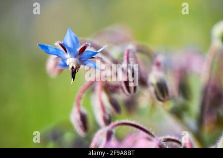 Eine blaue Borretschblüte (Borago officinalis), Knospen, Nahaufnahme Stockfoto