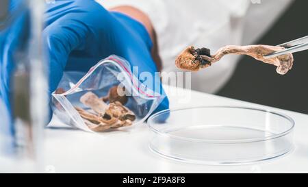 Magische Pilze im Labor. Psilocybin Wissenschaft und Forschung. Person, die Pilze untersucht. Stockfoto