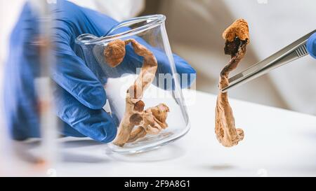 Magische Pilze im Labor. Psilocybin Wissenschaft und Forschung. Person, die Pilze untersucht. Stockfoto