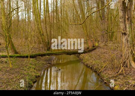 Kleiner Fluss im Winter im Wald in Deutschland liegt die tote Eiche auf der anderen Seite des Flusses Stockfoto