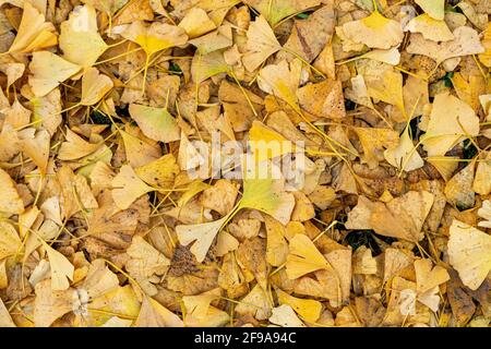 Gelbe Ginko-Blätter im Herbst Stockfoto