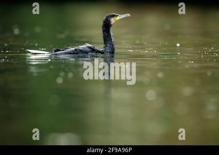 Kormoran (Phalacrocorax carbo) im Wasser, Deutschland Stockfoto