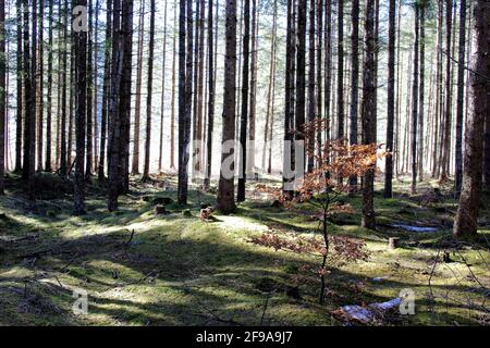 Winterwanderung bei Krün, Wald am Barmsee, Buche mit Blättern wird von der Sonne beleuchtet, Europa, Deutschland, Bayern, Oberbayern, Werdenfels, Winter, Waldlandschaft mit Sonnenspiel Stockfoto