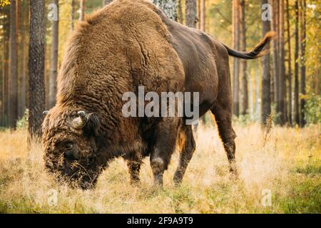 Weißrussland. European Bison Oder Bison Bonasus, Auch Bekannt Als Wisent Oder European Wood Bison Im Herbstwald. Biosphärenreservat Beresinsky. Stockfoto