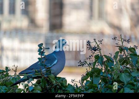 Deutschland, Sachsen-Anhalt, Magdeburg, Holztaube (Columba palumbus), steht vor dem Magdeburger Dom in einer Hecke Stockfoto