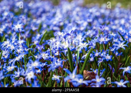 Glory-of-the-Snow blue Squill blüht auf der Frühlingswiese Stockfoto