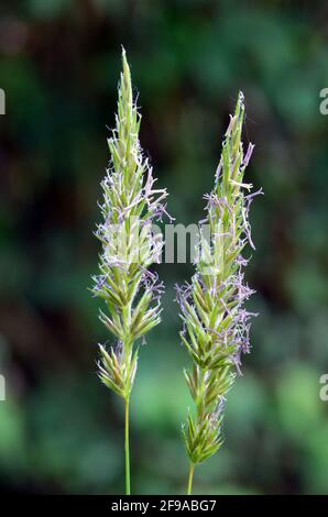 Pollenallergie: Gräser (Familie Poaceae oder Gramineae) in Blüte mit Pollen Stockfoto