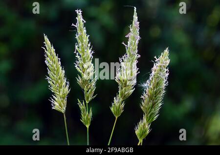 Pollenallergie: Gräser (Familie Poaceae oder Gramineae) in Blüte mit Pollen Stockfoto