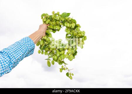 Hop Kranz in der Hand gegen einen hellen Hintergrund Stockfoto