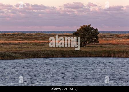 Abendstimmung am Darßer Ort an der Ostsee in der Kernzone des Nationalparks Vorpommersche Boddenlandschaft am Darßer Weststrand, Mecklenburg-Vorpommern Stockfoto