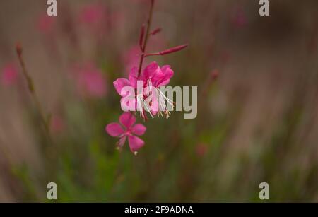 Natürliche Makro floralen Hintergrund mit blühenden rosa Oenothera lindheimeri, indische Federblume Stockfoto