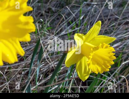 Wilde Narzissen Narcissus pseudonarcissus, aufgenommen im Wald bei husby oppunda, Nykoping Stockfoto