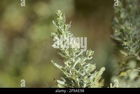 Flora von Gran Canaria - Artemisia thuscula, aufgrund seiner hocharomatischen Wurzeln, der natürlichen makrofloralen Hintergrundfarbe, lokal als Weihrauch bezeichnet Stockfoto