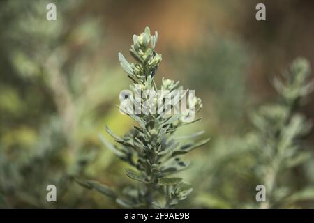 Flora von Gran Canaria - Artemisia thuscula, aufgrund seiner hocharomatischen Wurzeln, der natürlichen makrofloralen Hintergrundfarbe, lokal als Weihrauch bezeichnet Stockfoto