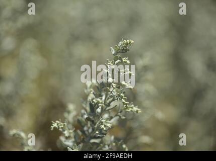 Flora von Gran Canaria - Artemisia thuscula, aufgrund seiner hocharomatischen Wurzeln, der natürlichen makrofloralen Hintergrundfarbe, lokal als Weihrauch bezeichnet Stockfoto
