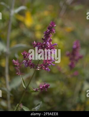 Flora von Gran Canaria - blühender Salvia canariensis, Kanarische Salbei mit natürlichem Makro-floralem Hintergrund Stockfoto