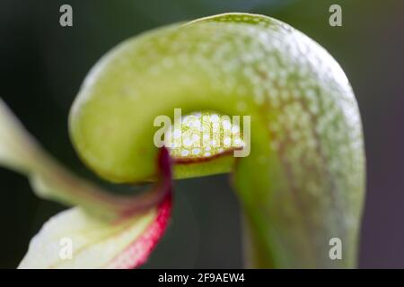 Öffnung der Fallen für eine Kobrailie (Darlingtonia californica), eine Art fleischfressender Pflanze, die in Nordkalifornien und Oregon endemisch ist. Stockfoto