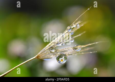 Tauwiskerne aus der Nähe. Gänseblümchenspiegelung in Tautropfen. Frühling Natur Hintergrund. Stockfoto