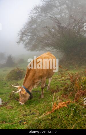 Kühe auf einem grasbewachsenen Feld an einem Nebelmorgen. Neblige Wiese grüne Landschaft Nebel Natur. Farm Feld Vieh Weide Gras Panorama Stockfoto