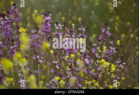 Flora von Gran Canaria - Fliederblüten der Kreuzblütenpflanze Erysimum albescens, endemisch auf der Insel natürlichen Makro-floralen Hintergrund Stockfoto