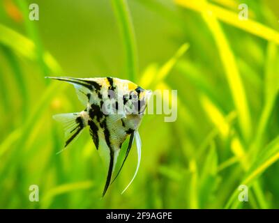 Marmorangelfisch (pterophyllum scalare) Isoliert in Panzerfischen mit verschwommenem Hintergrund Stockfoto