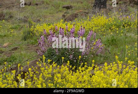 Flora von Gran Canaria - Fliederblüten der Kreuzblütenpflanze Erysimum albescens, endemisch auf der Insel natürlichen Makro-floralen Hintergrund Stockfoto