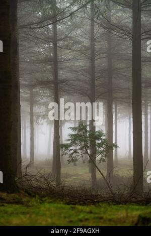 Die fallenden Blätter färben die Herbstsaison im Wald. Otzarreta-Wald, Naturpark Gorbea, Bizkaia, Spanien Stockfoto