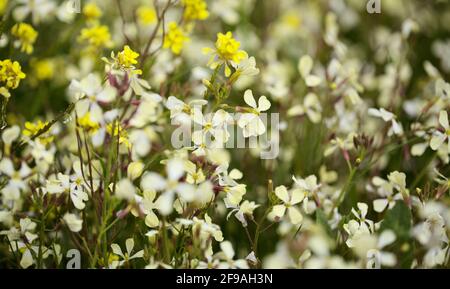 Flora von Gran Canaria - weiße Blüten von Raphanus raphanistrum, wilder Rettich natürlicher Makro-floraler Hintergrund Stockfoto