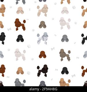 Miniatur-Pudel-Cliparts. Verschiedene Posen, Fellfarben eingestellt. Vektorgrafik Stock Vektor