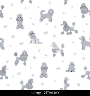 Miniatur-Pudel-Cliparts. Verschiedene Posen, Fellfarben eingestellt. Vektorgrafik Stock Vektor