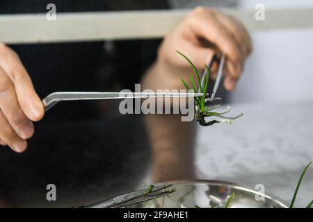 (210417) -- CHENGDU, 17. April 2021 (Xinhua) -- Forscher Gu Haiyan behandelt einen kontaminierten Sämling von Holcoglossum omeiense in einem Labor in Leshan, südwestlich der chinesischen Provinz Sichuan, 14. April 2021. Holcoglossum omeiense ist eine endemische Art im Gebiet des Mount Emei und wird als bedrohte und Pflanzenarten mit extrem kleinen Populationen (PSESP) eingestuft. Es ist in der Roten Liste der chinesischen Arten, der Roten Liste der chinesischen Artenvielfalt und der seltenen und gefährdeten Pflanzen in China aufgeführt und wird daher als „Panda des Pflanzenreiches“ bezeichnet. Forscher wie Li Cehong und Gu Haiyan haben sich dem Schutz von verschrieben Stockfoto