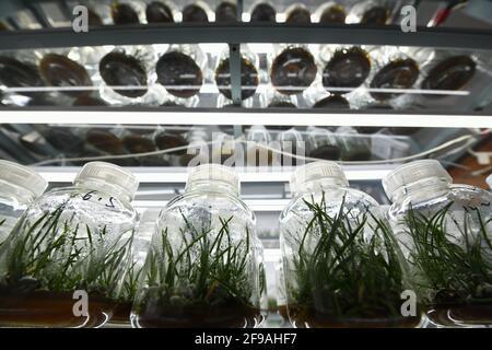 (210417) -- CHENGDU, 17. April 2021 (Xinhua) -- das Foto vom 14. April 2021 zeigt künstlich gezüchtete Holcoglossum omeiense in einem Labor in Leshan, südwestlich der chinesischen Provinz Sichuan. Holcoglossum omeiense ist eine endemische Art im Gebiet des Mount Emei und wird als bedrohte und Pflanzenarten mit extrem kleinen Populationen (PSESP) eingestuft. Es ist in der Roten Liste der chinesischen Arten, der Roten Liste der chinesischen Artenvielfalt und der seltenen und gefährdeten Pflanzen in China aufgeführt und wird daher als „Panda des Pflanzenreiches“ bezeichnet. Forscher wie Li Cehong und Gu Haiyan haben sich dem Schutz der Arten für y verschrieben Stockfoto