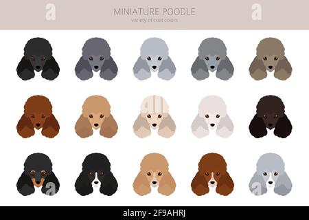 Miniatur-Pudel-Cliparts. Verschiedene Posen, Fellfarben eingestellt. Vektorgrafik Stock Vektor