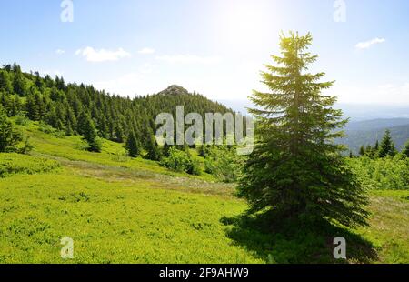 Gipfel des Großen Arber im Nationalpark Bayerischer Wald, Deutschland. Stockfoto