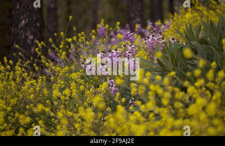 Flora von Gran Canaria - Fliederblüten der Kreuzblütenpflanze Erysimum albescens, endemisch auf der Insel natürlichen Makro-floralen Hintergrund Stockfoto