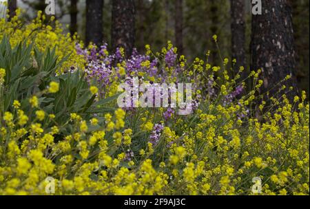 Flora von Gran Canaria - Fliederblüten der Kreuzblütenpflanze Erysimum albescens, endemisch auf der Insel natürlichen Makro-floralen Hintergrund Stockfoto