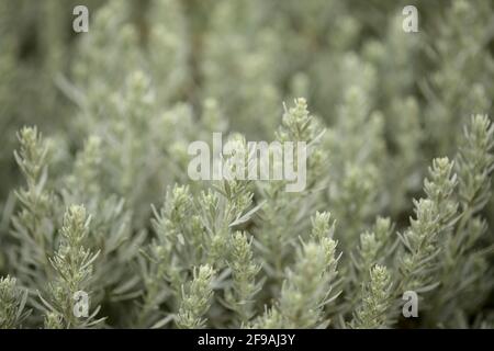 Flora von Gran Canaria - Artemisia thuscula, aufgrund seiner hocharomatischen Wurzeln, der natürlichen makrofloralen Hintergrundfarbe, lokal als Weihrauch bezeichnet Stockfoto
