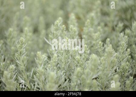 Flora von Gran Canaria - Artemisia thuscula, aufgrund seiner hocharomatischen Wurzeln, der natürlichen makrofloralen Hintergrundfarbe, lokal als Weihrauch bezeichnet Stockfoto