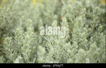 Flora von Gran Canaria - Artemisia thuscula, aufgrund seiner hocharomatischen Wurzeln, der natürlichen makrofloralen Hintergrundfarbe, lokal als Weihrauch bezeichnet Stockfoto