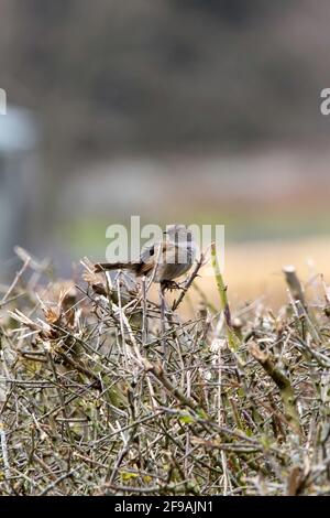 Ein Dunnock-Vogel, der auf einer Heckenreihe thront Stockfoto