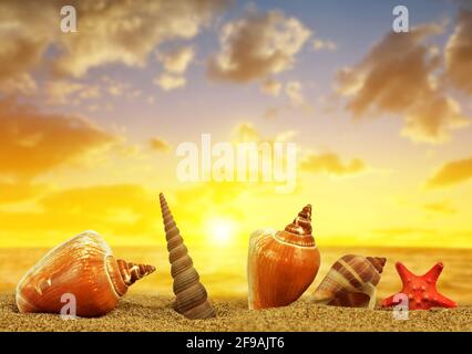 Tropical sea shells with starfish on sandy beach at sunset. Stockfoto
