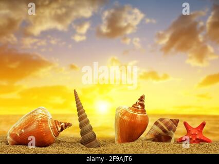 Tropische Muscheln mit Seesternen am Sandstrand bei Sonnenuntergang. Stockfoto