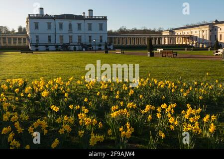 England, London, Greenwich, Greenwich Park, Daffodils und das Queens House Museum and Art Gallery Stockfoto