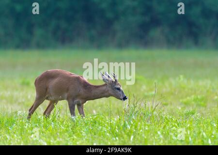 Roebuck (Capreolus capreolus) auf einer Wiese, Juli, Hessen, Deutschland Stockfoto