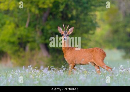 Roebuck (Capreolus capreolus) auf einer Wiese im August, Hessen, Deutschland Stockfoto