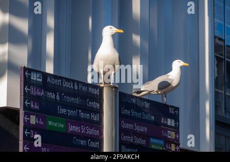 Zwei europäische Heringsmöwen sitzen auf einem Straßenschild Liverpool Larus argentatus Stockfoto